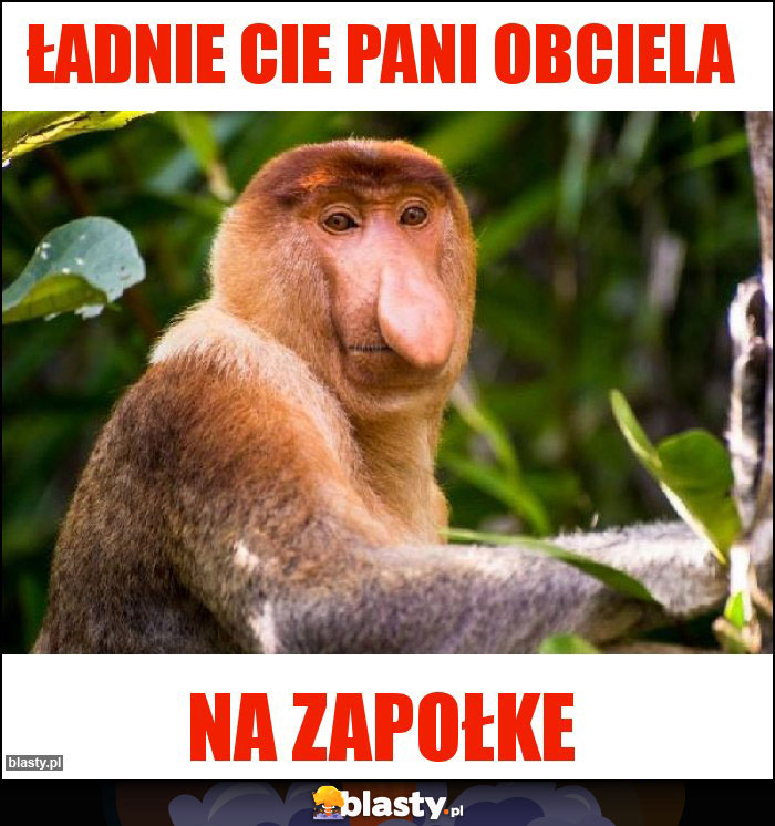 ŁADNIE CIE PANI OBCIELA