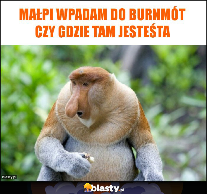 Małpi wpadam do burnmót czy gdzie tam jesteśta