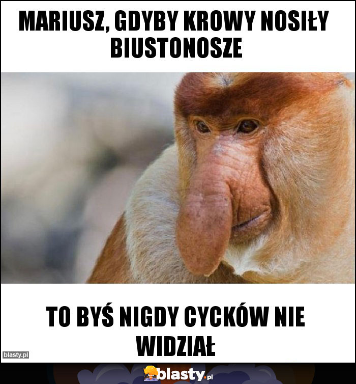 Mariusz, Gdyby Krowy Nosiły  Biustonosze