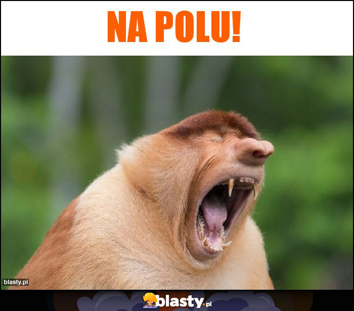 NA POLU!