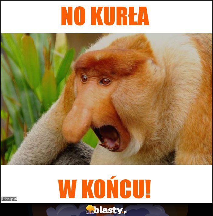 no kurła