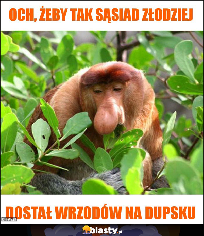 OCh, żeby tak sąsiad złodziej