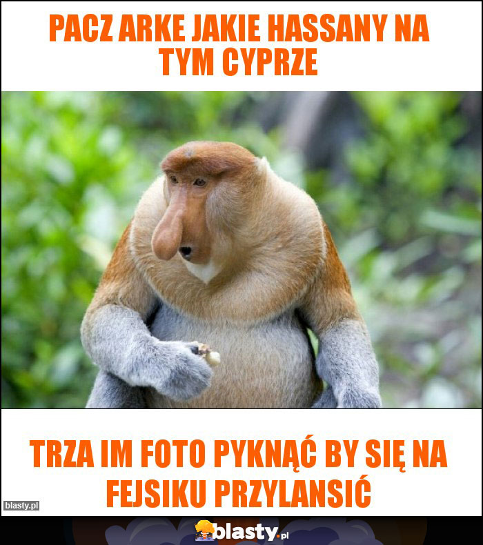 Pacz Arke jakie hassany na tym cyprze