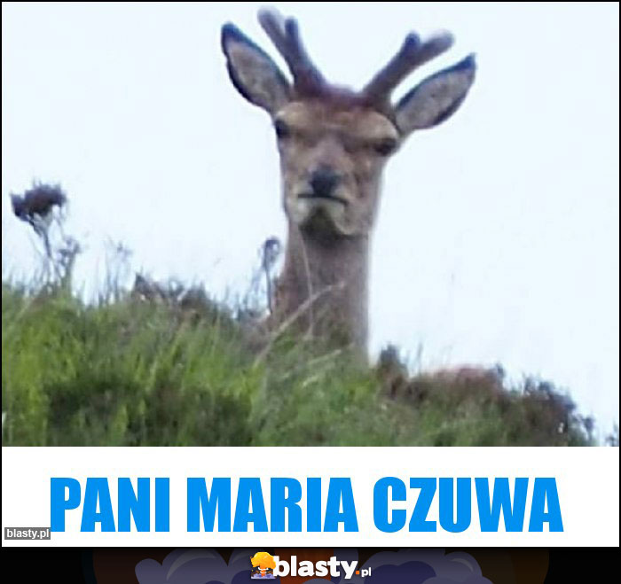 Pani Maria czuwa