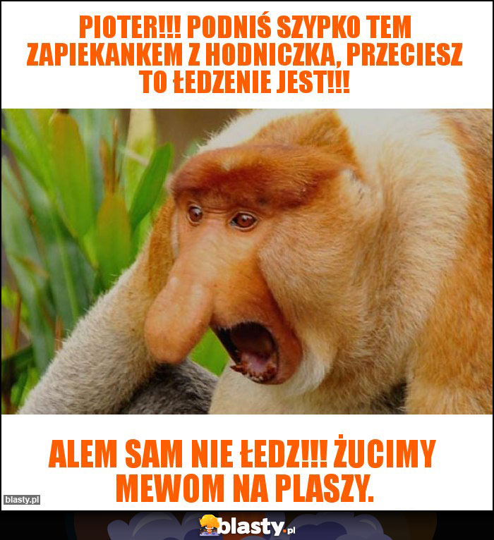 Pioter!!! Podniś szypko tem zapiekankem z hodniczka, przeciesz to łedzenie jest!!!