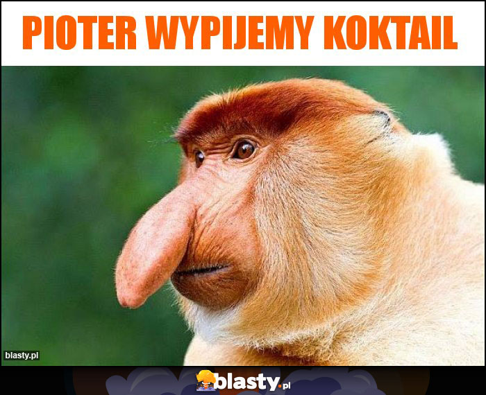 Pioter wypijemy koktail