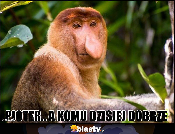 Pjoter.. a komu dzisiej dobrze