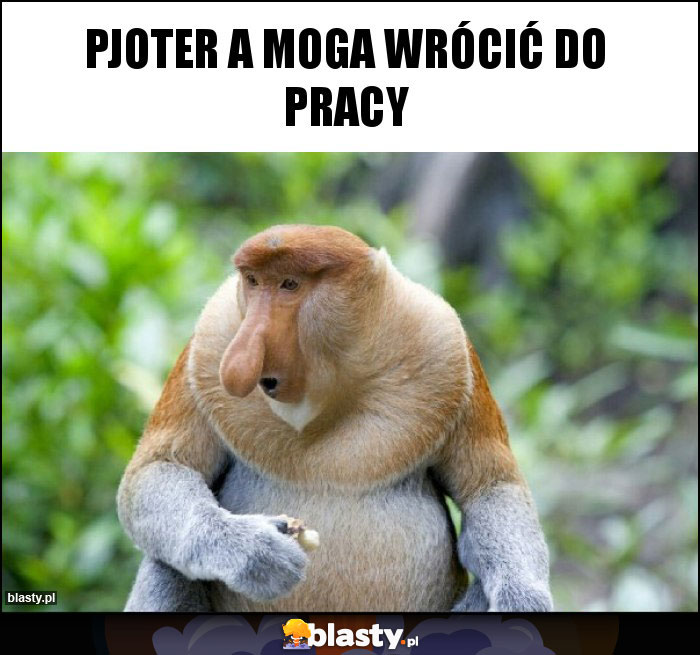 Pjoter a moga wrócić do pracy