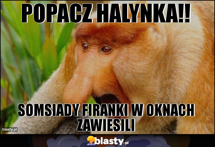 POPACZ HALYNKA!!