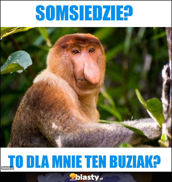 SOMSIEDZIE?