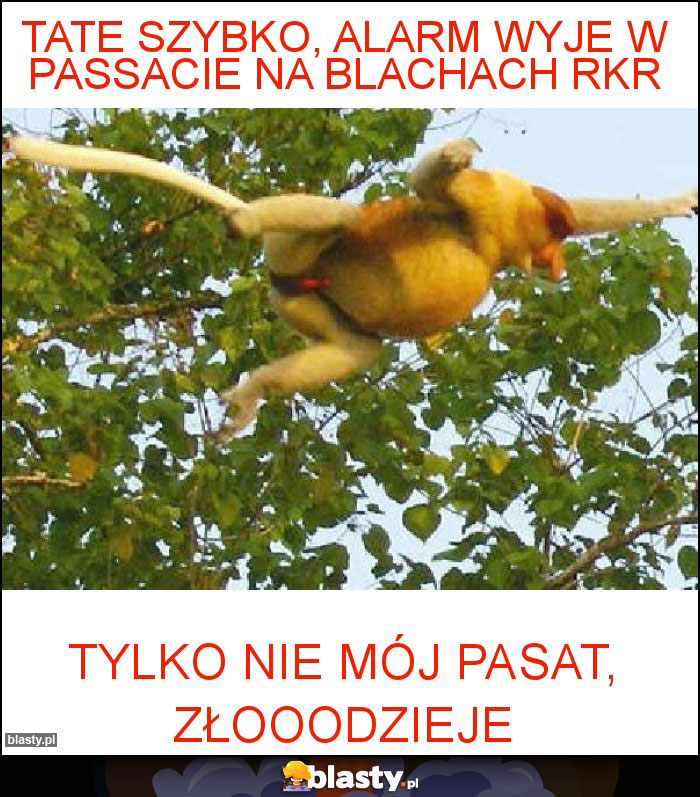 Tate szybko, alarm wyje w passacie na blachach rkr