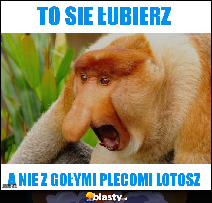 to sie łubierz