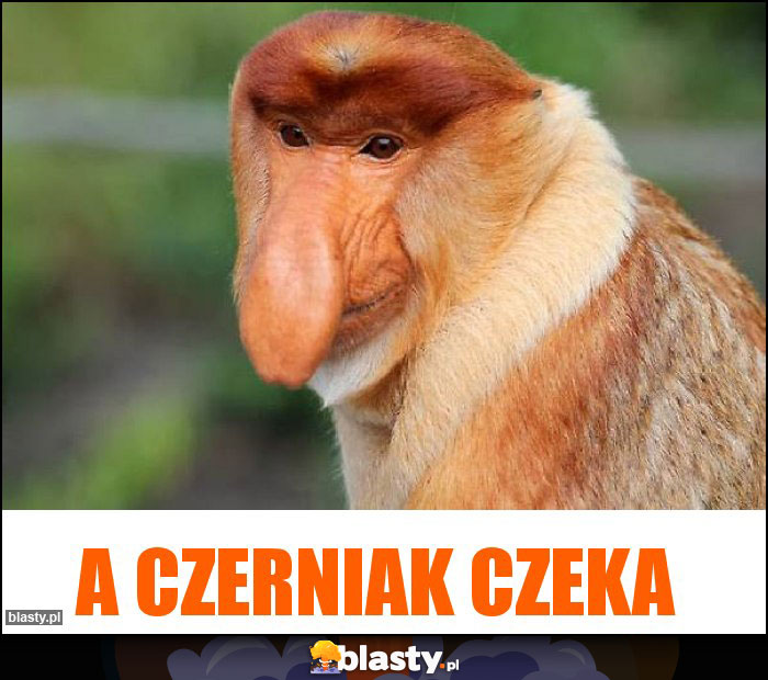 a czerniak czeka