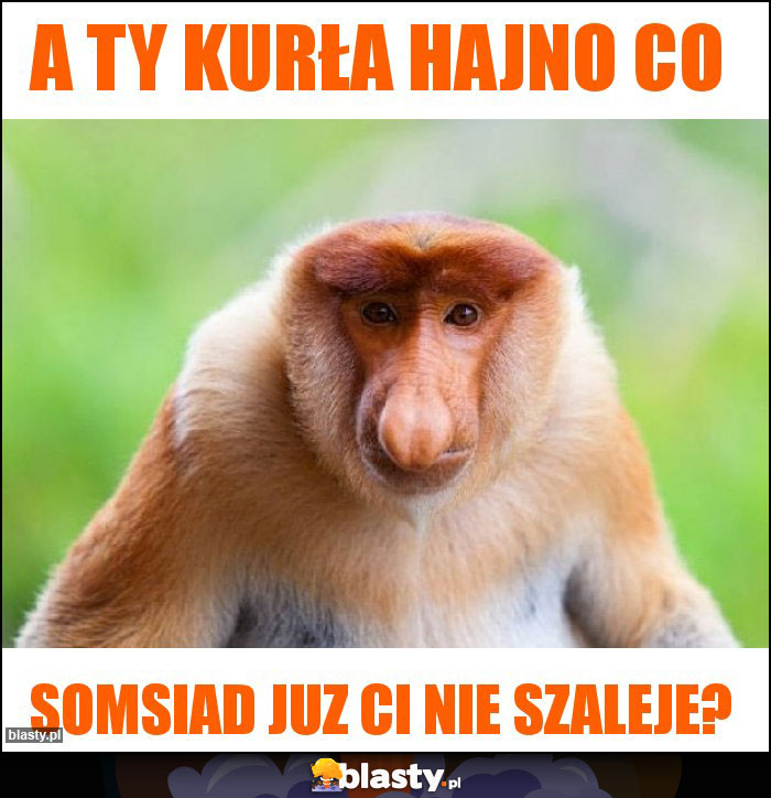 A ty kurła hajno co