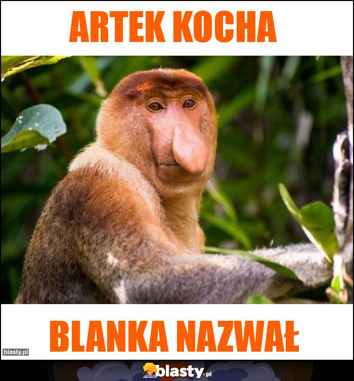 Artek kocha