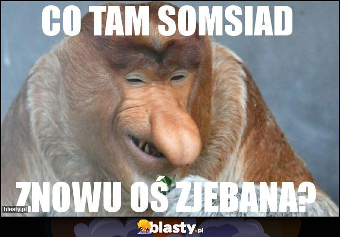 co tam somsiad