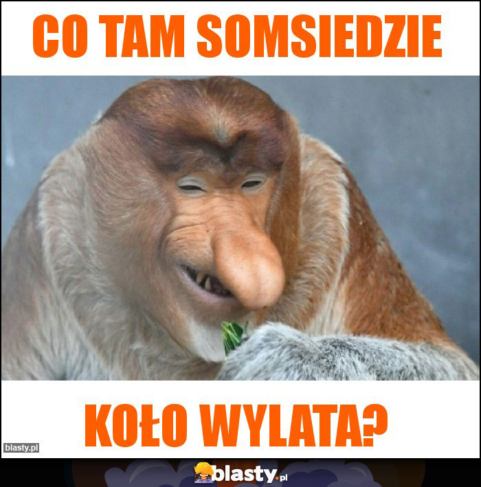 co tam somsiedzie