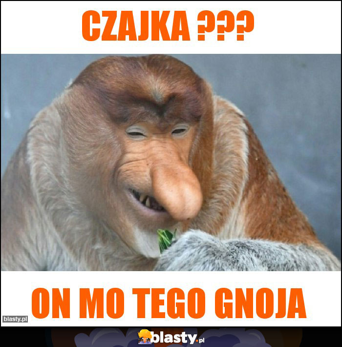 Czajka ???