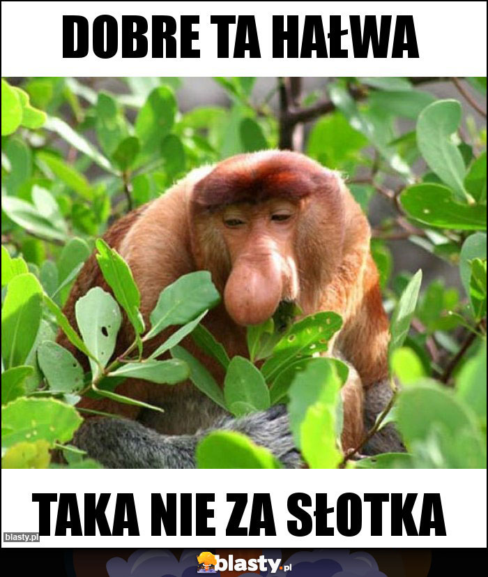 Dobre ta hałwa