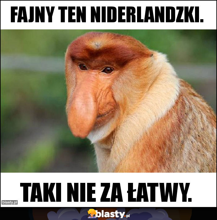 Fajny ten Niderlandzki.