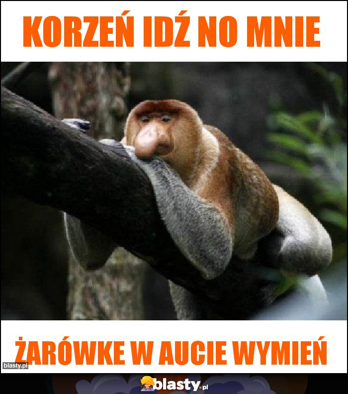 Korzeń idź no mnie