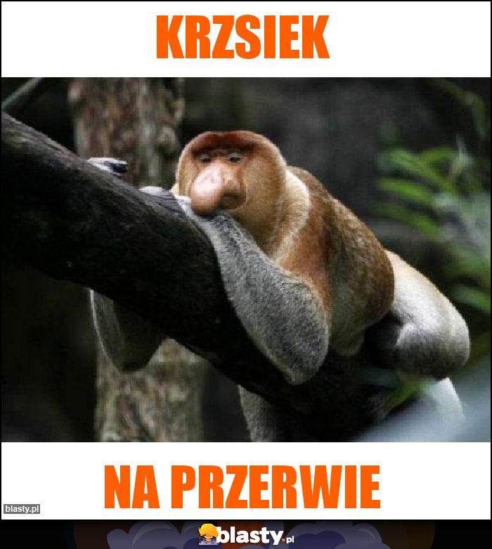 Krzsiek