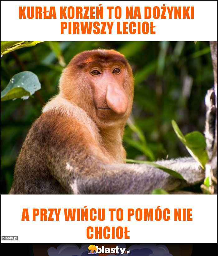 Kurła korzeń to na dożynki  pirwszy lecioł