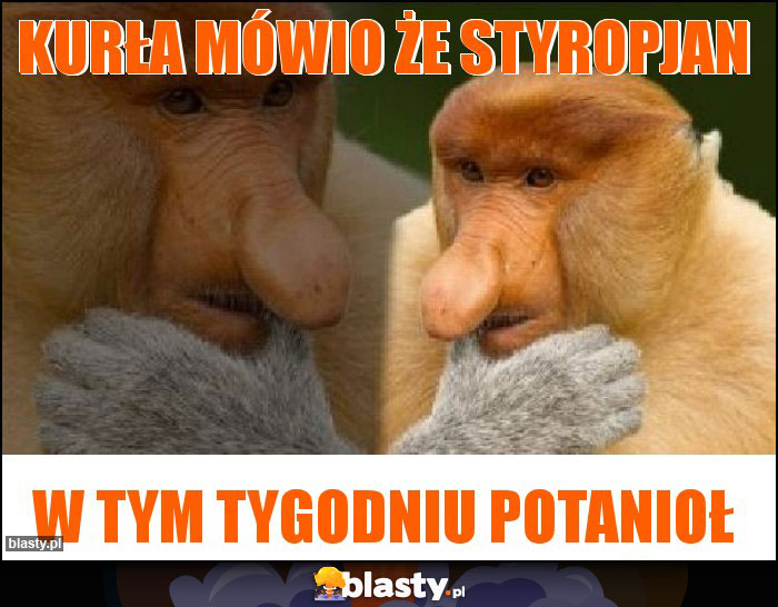 kurła mówio że styropjan