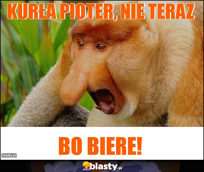 Kurła pioter, nie teraz