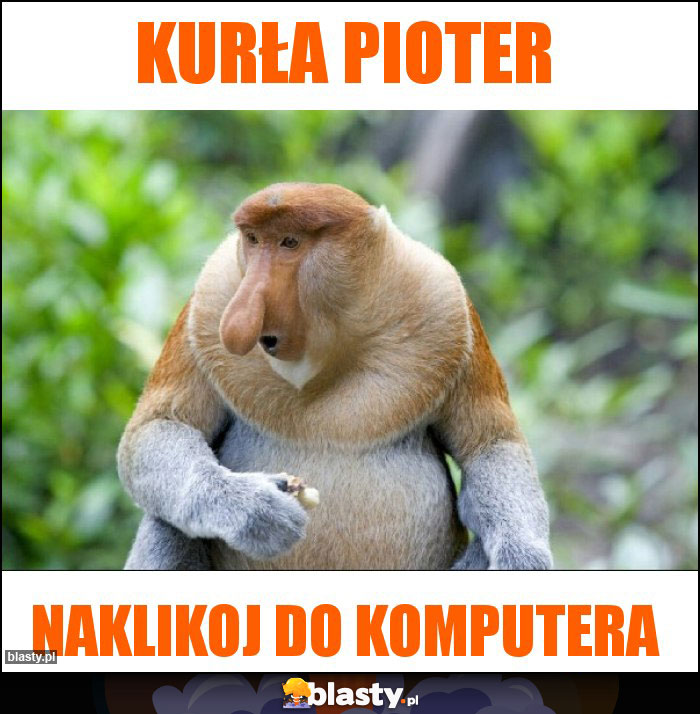 Kurła pioter