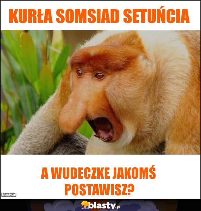 KURŁA SOMSIAD SETUŃCIA