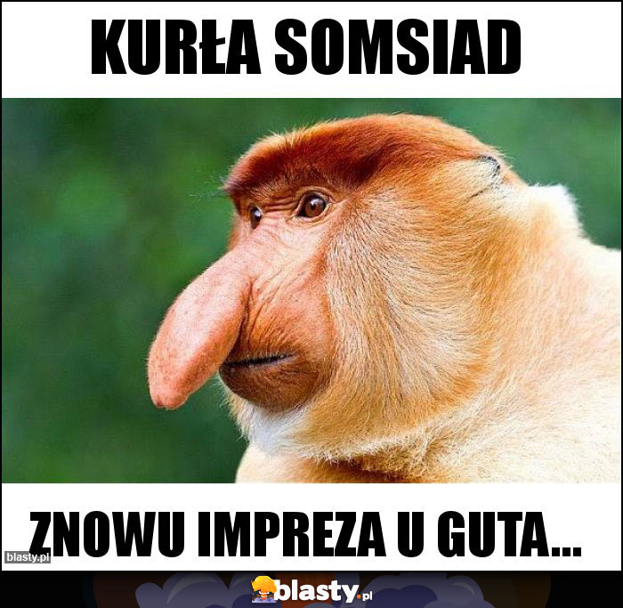 KURŁA SOMSIAD