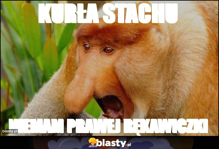 Kurła Stachu
