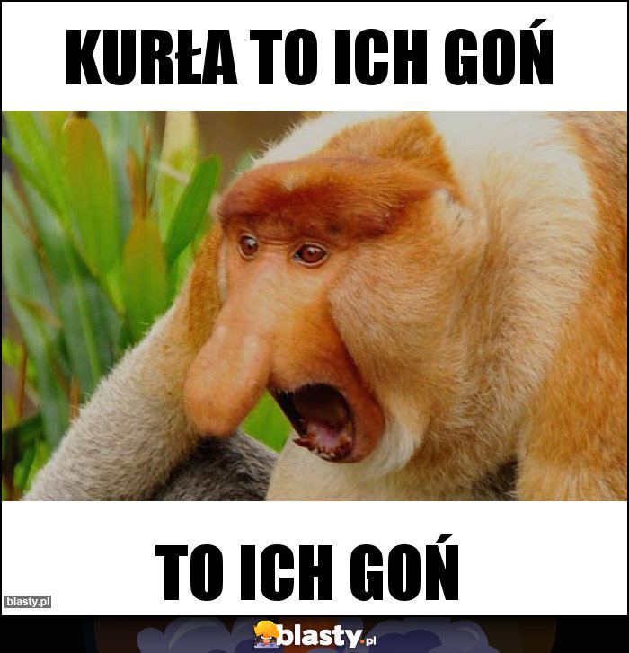 Kurła To ich goń