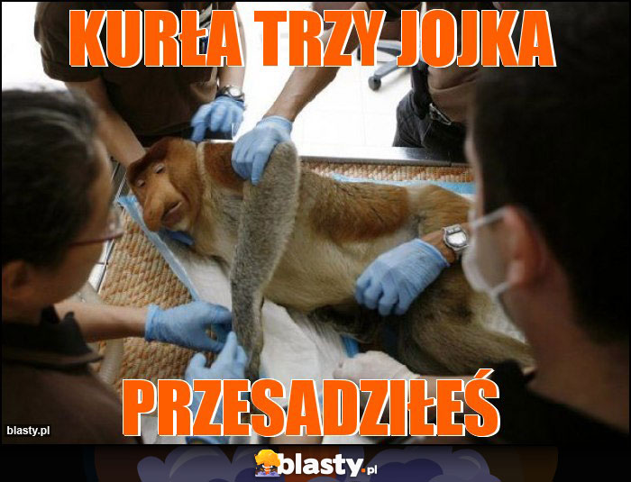 Kurła trzy jojka