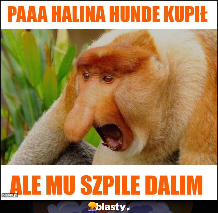 Paaa Halina Hunde kupił