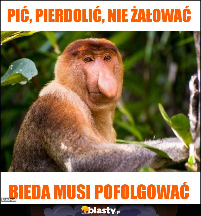 Pić, pierdolić, nie żałować