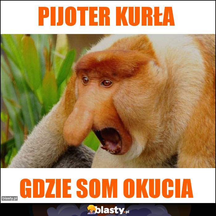 PIJOTER KURŁA