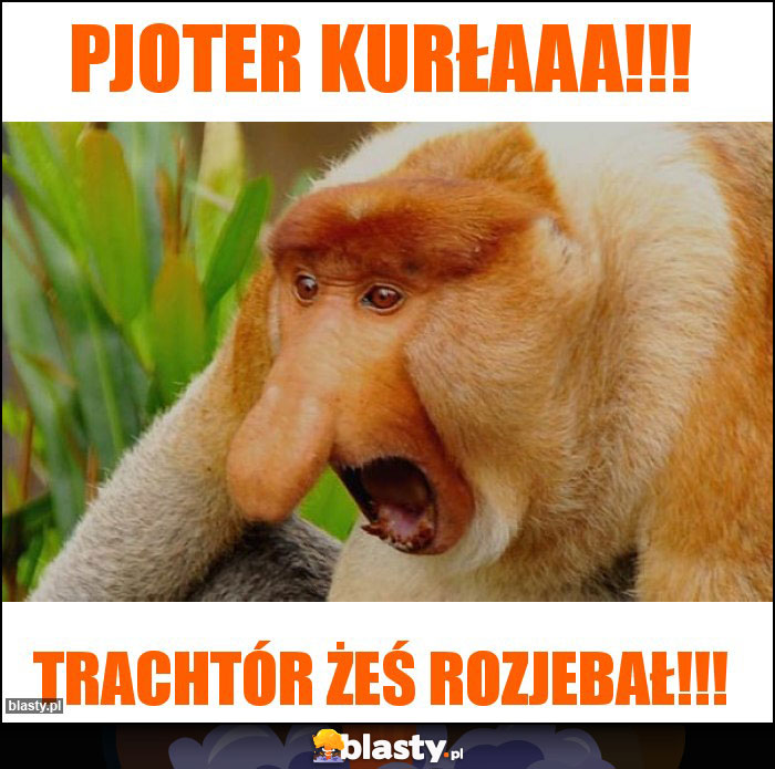 PJOTER KURŁAaa!!!