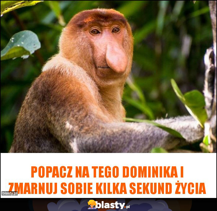 Popacz na tego Dominika i zmarnuj sobie kilka sekund życia