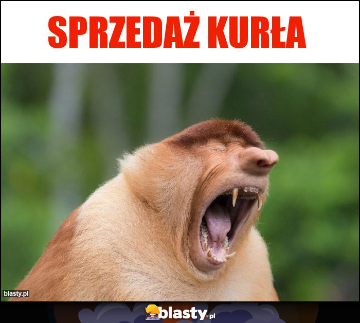 SPRZEDAŻ KURŁA