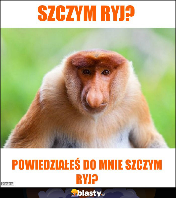 Szczym ryj?