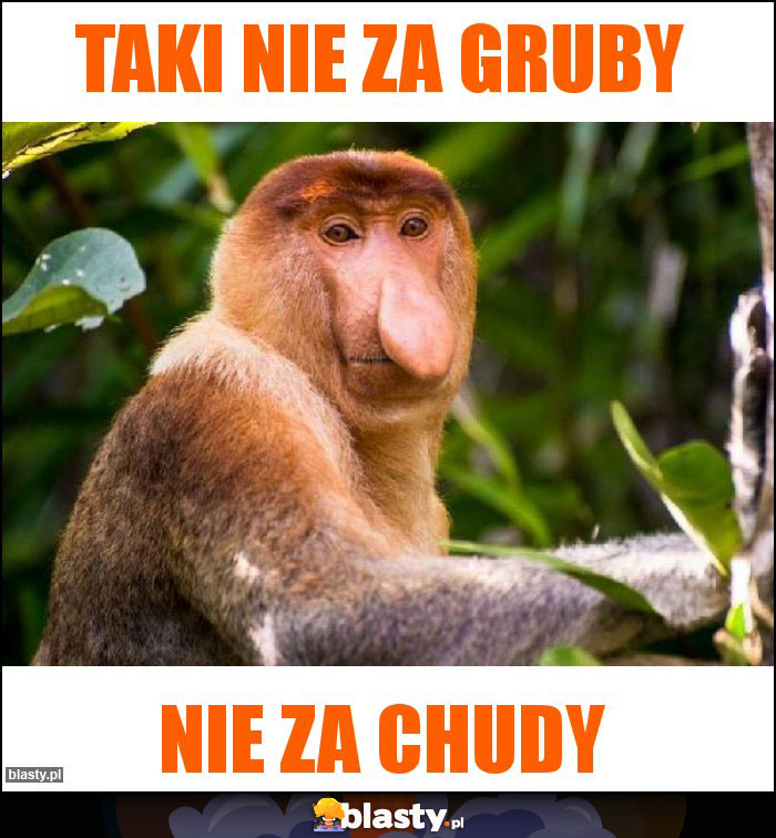 Taki nie za gruby