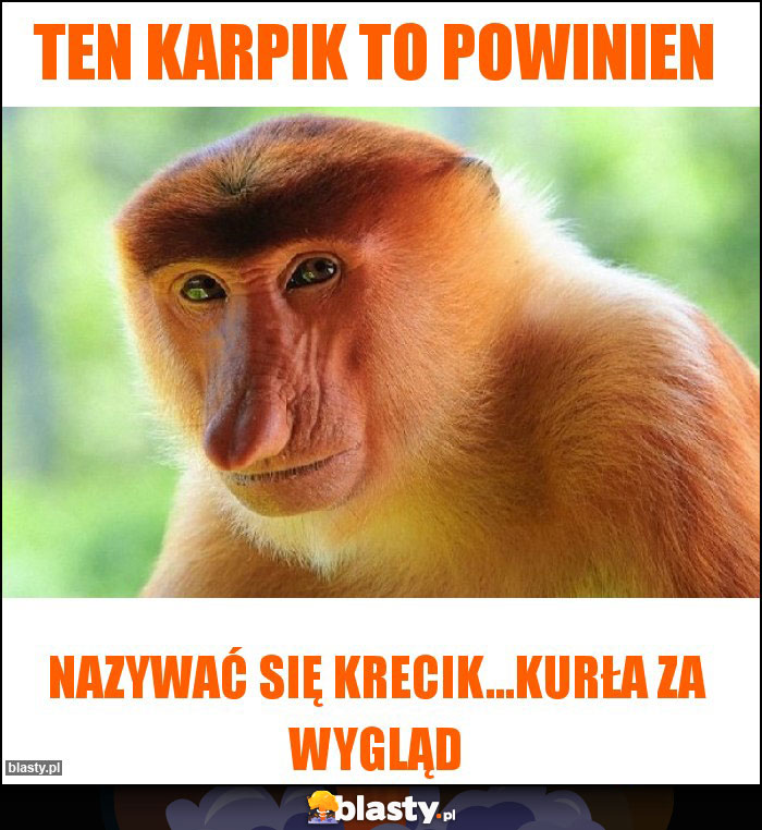 Ten Karpik to powinien