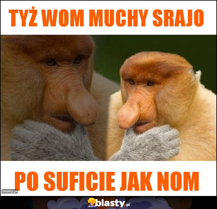 TYŻ WOM MUCHY SRAJO