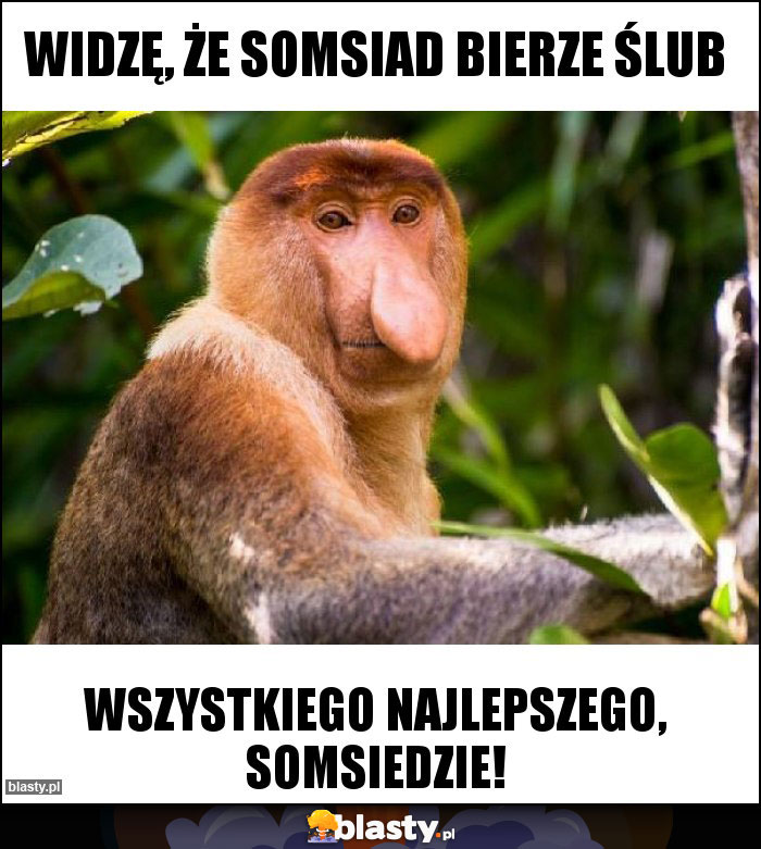 Widzę, że somsiad bierze ślub