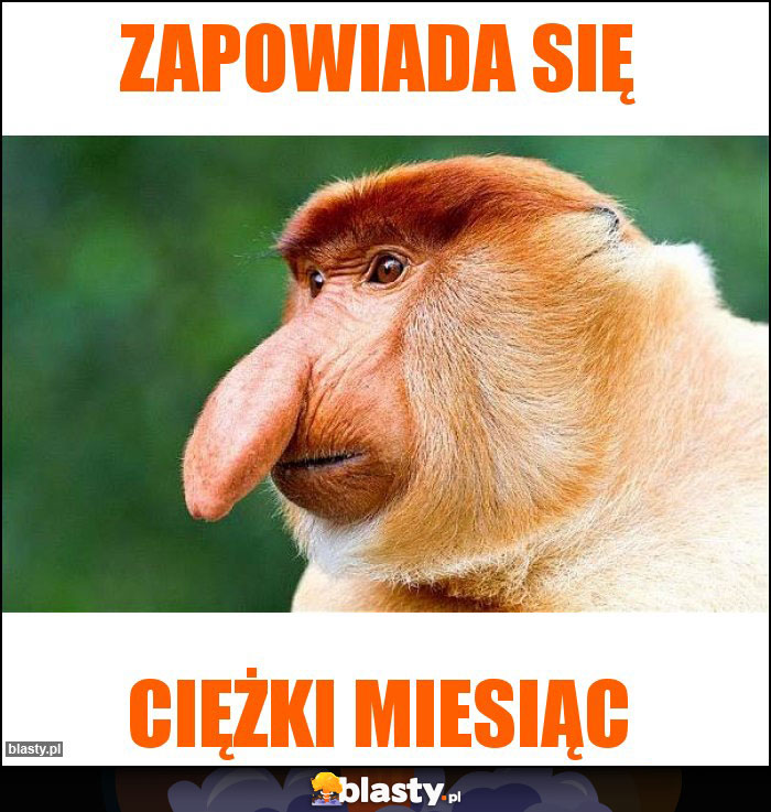 zapowiada się