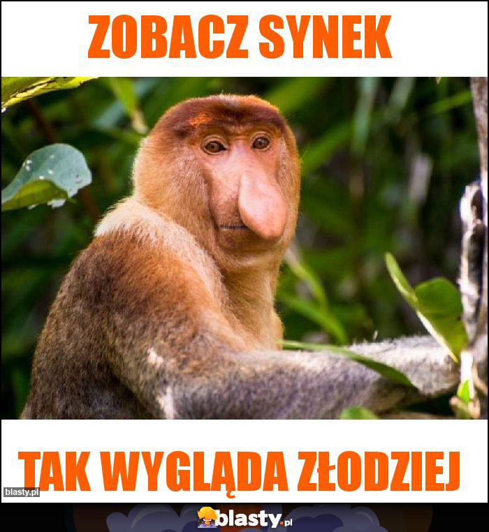 zobacz synek