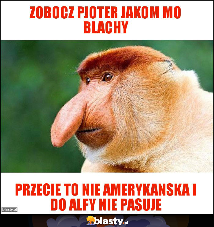 Zobocz pjoter jakom mo blachy