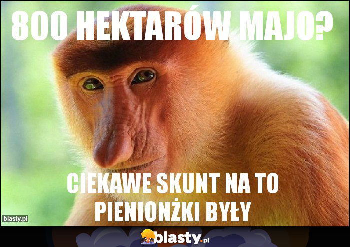 800 hektarów majo?